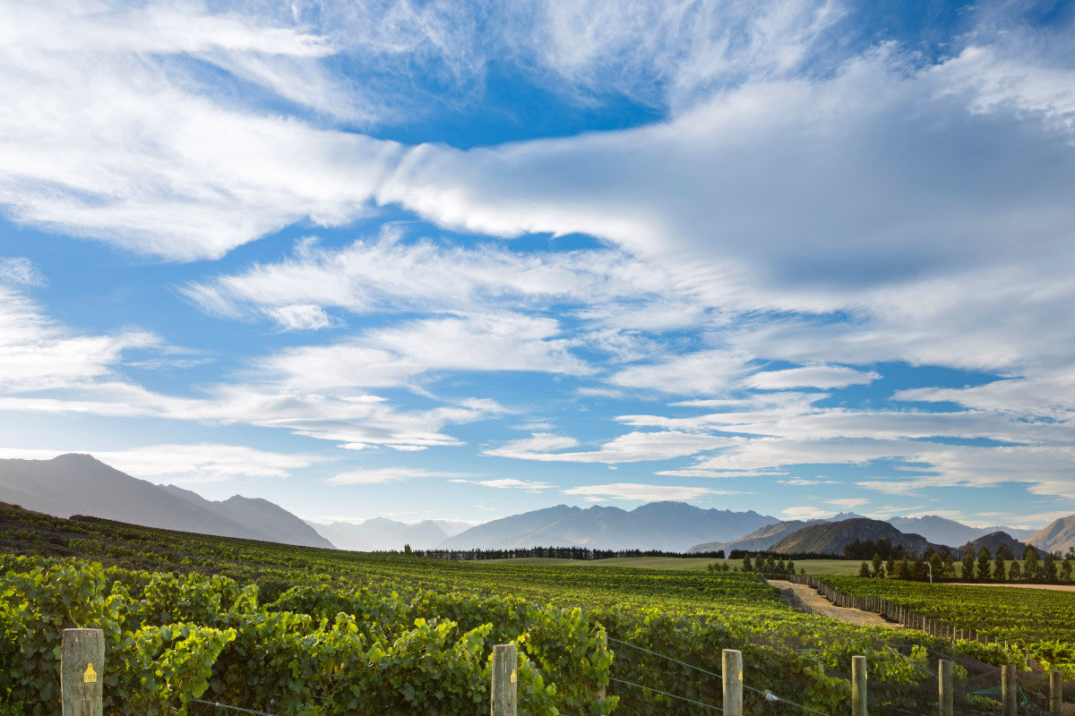 Akitu Pinot Noir vines on the slopes of Mt Barker