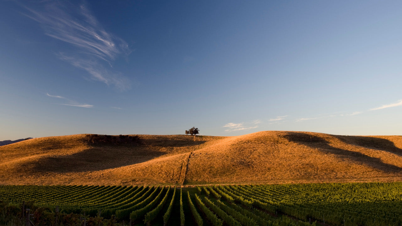 Settlement Vineyard, Omaka Valley - Greywacke source vineyard. Photographed by Kevin Judd